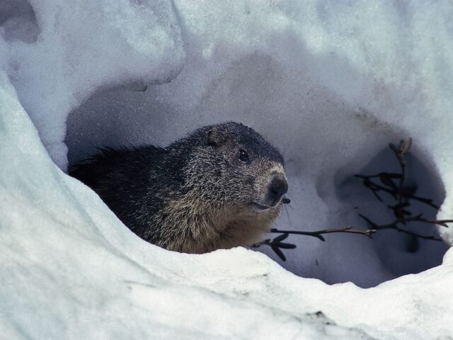 Rencontre printanière avec les marmottes du col de la Cayolle