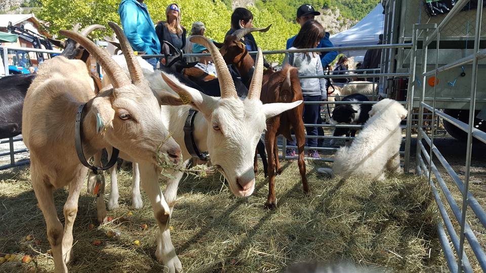 foire@mairie-guillaumes