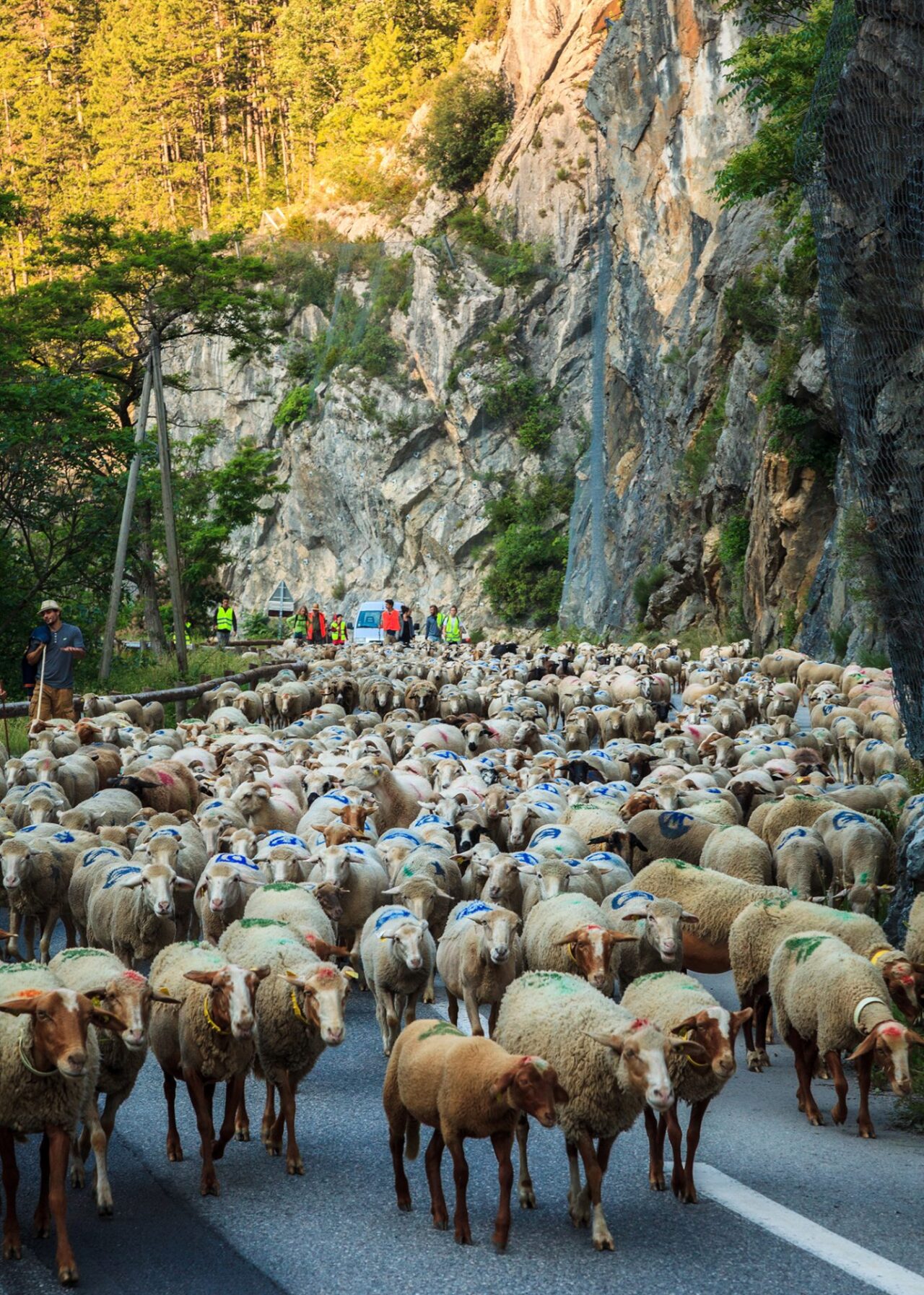 transhumance©Clement-Lelievre