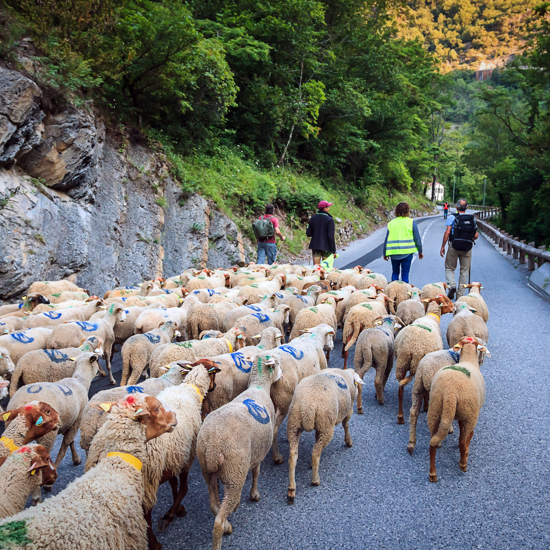 Transhumance dans les Alpes d'Azur