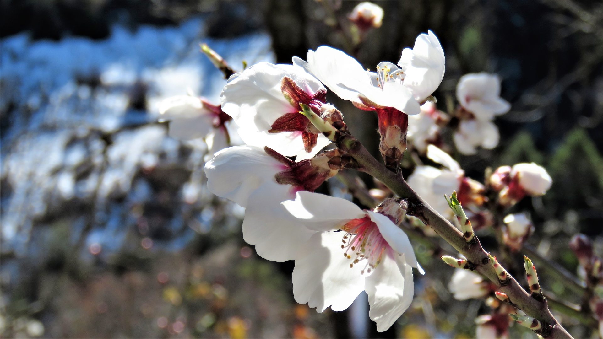 Fleurs-arbre-printemps_BernardBonifassi
