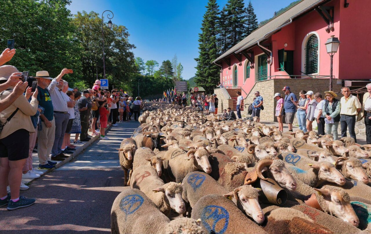 fête transhumance 2024